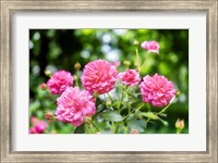 Framed Pink Ever-Blooming Rose Bush