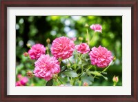 Framed Pink Ever-Blooming Rose Bush