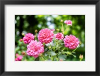 Framed Pink Ever-Blooming Rose Bush