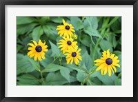 Framed Black-Eyed Susan