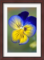 Framed Blue And Yellow Pansy