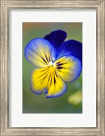Framed Blue And Yellow Pansy