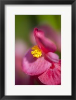 Framed Pink Begonia