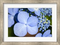 Framed Blue Lacecap Hydrangea