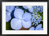 Framed Blue Lacecap Hydrangea