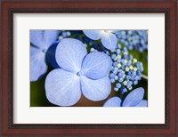 Framed Blue Lacecap Hydrangea