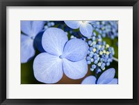 Framed Blue Lacecap Hydrangea