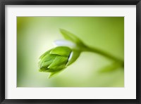 Framed Hosta Flower Bud