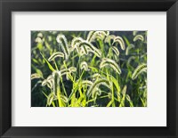 Framed Plumes Of Grass Rimmed In Light