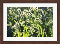 Framed Plumes Of Grass Rimmed In Light