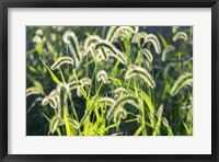 Framed Plumes Of Grass Rimmed In Light