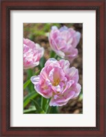 Framed Pink Double Tulips