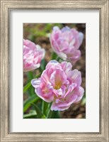 Framed Pink Double Tulips