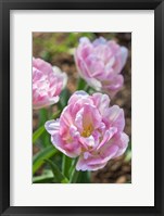 Framed Pink Double Tulips