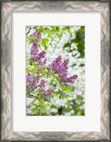 Framed Budding Lilac Bush