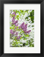 Framed Budding Lilac Bush