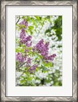 Framed Budding Lilac Bush