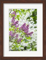 Framed Budding Lilac Bush