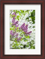Framed Budding Lilac Bush