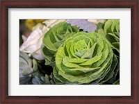 Framed Ornamental Cabbage In A Flower Arrangement