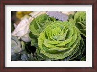Framed Ornamental Cabbage In A Flower Arrangement