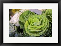 Framed Ornamental Cabbage In A Flower Arrangement