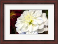 Framed White Dahlia