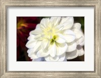 Framed White Dahlia