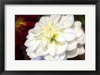 Framed White Dahlia