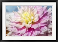 Framed Pink And White Dahlia, Gitts Perfection
