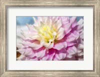 Framed Pink And White Dahlia, Gitts Perfection