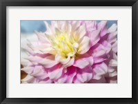 Framed Pink And White Dahlia, Gitts Perfection