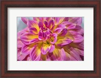 Framed Pink And Yellow Dahlia, Kidd's Climax