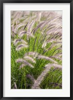 Framed Crimson Fountain Grass