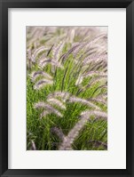 Framed Crimson Fountain Grass