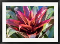 Framed Red And Green Bromeliad