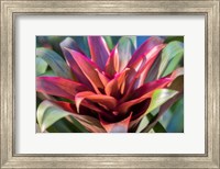 Framed Red And Green Bromeliad