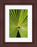 Framed Fan Palm