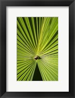 Framed Fan Palm