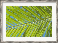 Framed Areca Palm