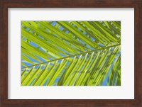 Framed Areca Palm