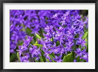 Framed Purple Hyacinth