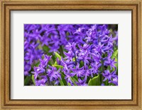 Framed Purple Hyacinth