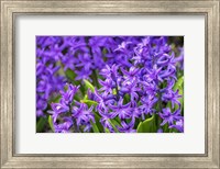 Framed Purple Hyacinth