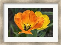 Framed Orange Tulip And Double Daffodil