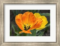 Framed Orange Tulip And Double Daffodil