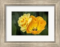 Framed Orange Darwin Hybrid Tulip And Double Daffodil