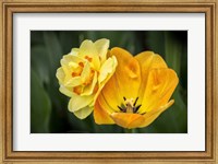Framed Orange Darwin Hybrid Tulip And Double Daffodil