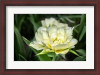 Framed White Exotic Emperor Tulip