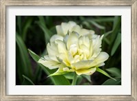 Framed White Exotic Emperor Tulip